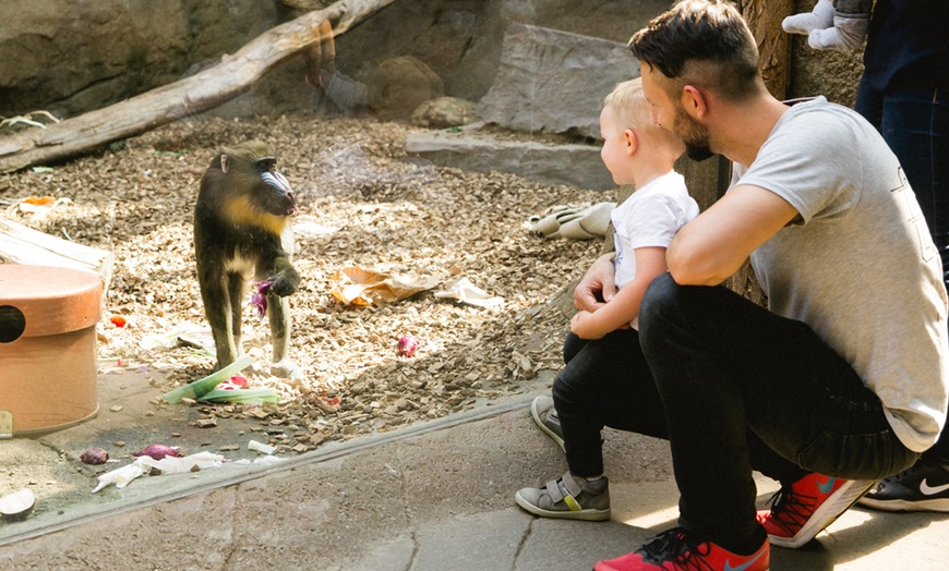 Image 17: Tageskarte für 1 Erwachsenen im Zoo Dresden im Januar oder Februar '26