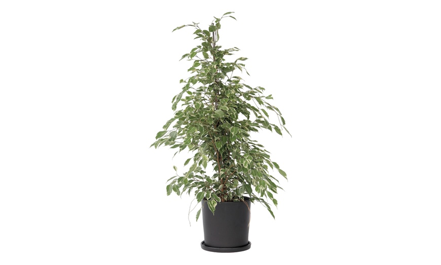 Image 10: Plant de ficus