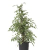Image 10: Plant de ficus