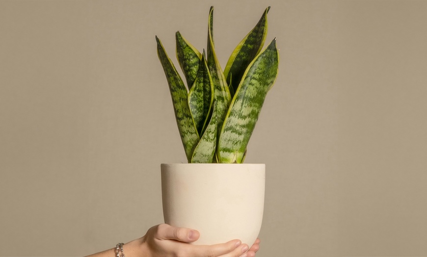 Image 1: Plante Sansevieria