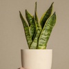 Image 1: Plante Sansevieria