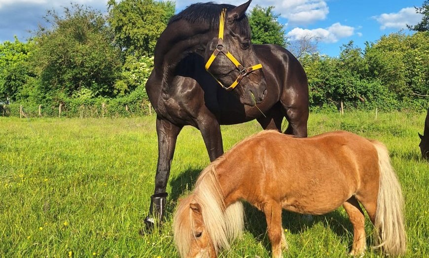 Image 1: Tierpatenschaft für 1 Tier nach Wahl inkl. Tierführung