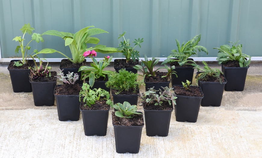 Image 3: Up to 36 Potted Cottage Garden Perennial Plants