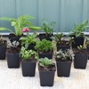 Image 3: Up to 36 Potted Cottage Garden Perennial Plants