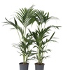 Image 5: 1x oder 2x Kentiapalme XXL "Howea Forsteriana"