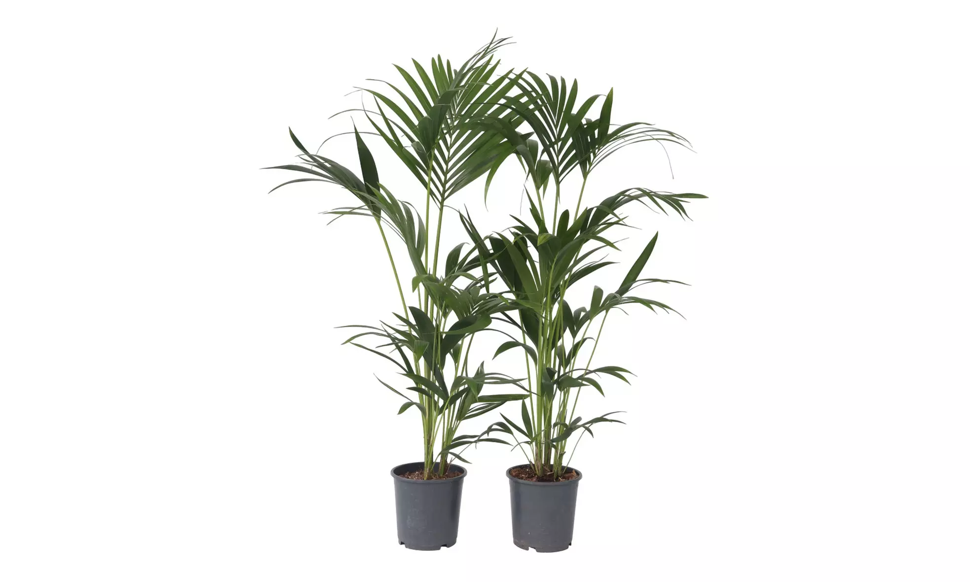 1x oder 2x Kentiapalme XXL "Howea Forsteriana"