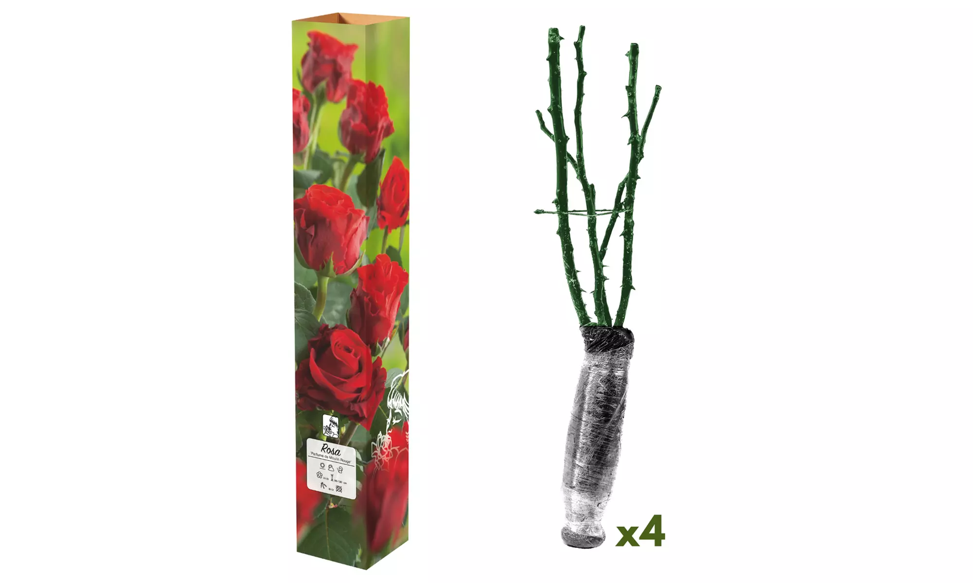 Set van 4 grootbloemige rozen van het