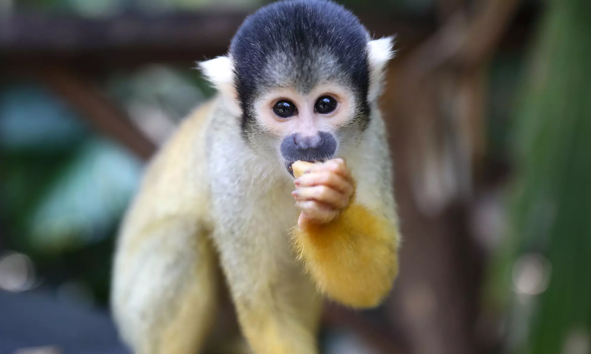 ZooParc de Beauval : 1 ou 2 jours pour un tour du monde animal