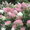 Image 1: Hydrangea 'Vanilla Fraise' - Up to 3 Potted Plants