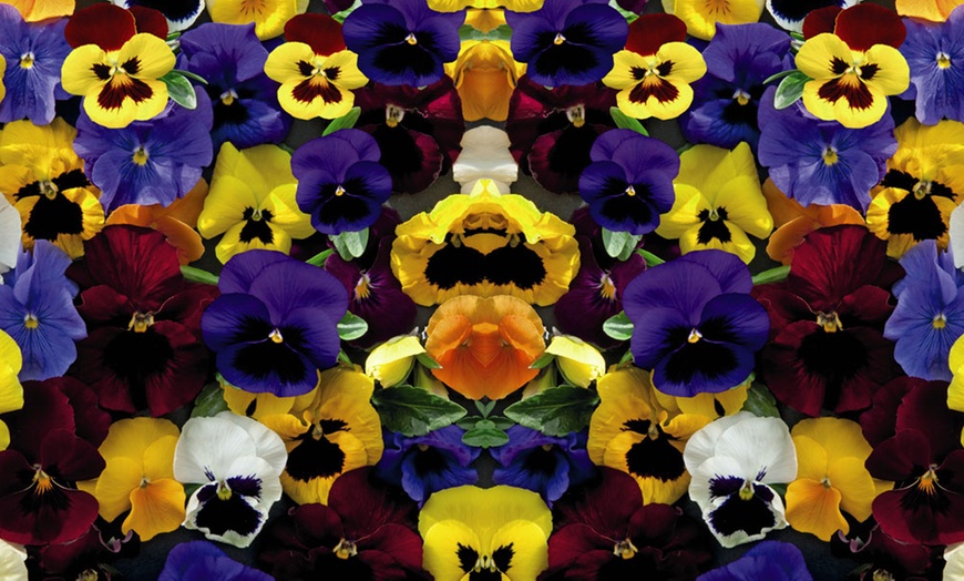 Image 4: 24, 48 or 72 Pansy Universal Super Mix Plants