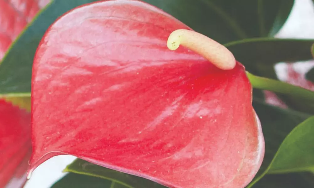 Anthurium Aqua in Sierglass Pot - Second Medium