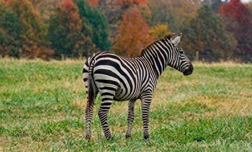 Image 8: Safari Park Passes with Drive Through and Walk Through Access