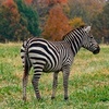Image 8: Safari Park Passes with Drive Through and Walk Through Access