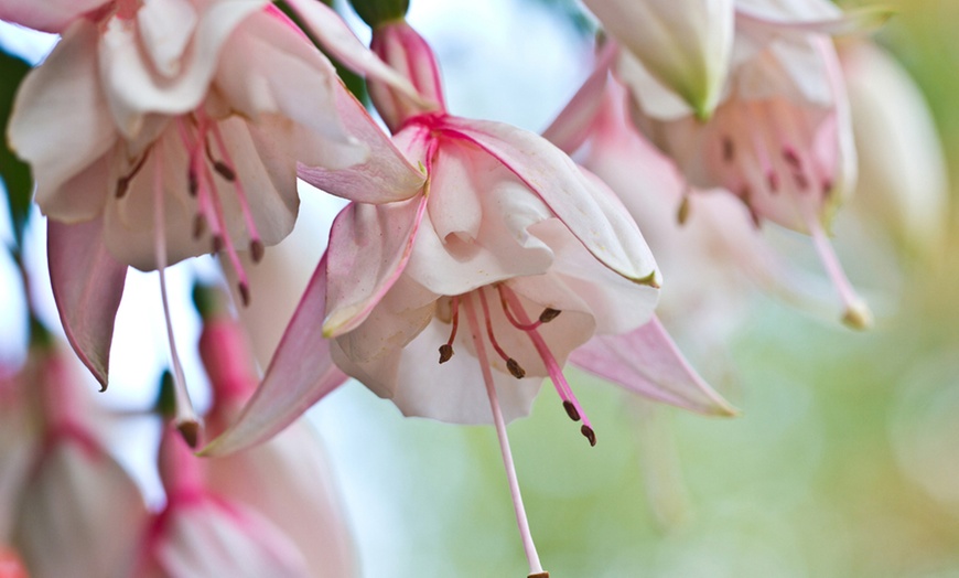 Image 6: Up to 20 Mixed Summer-Flowering Fuchsia Plants