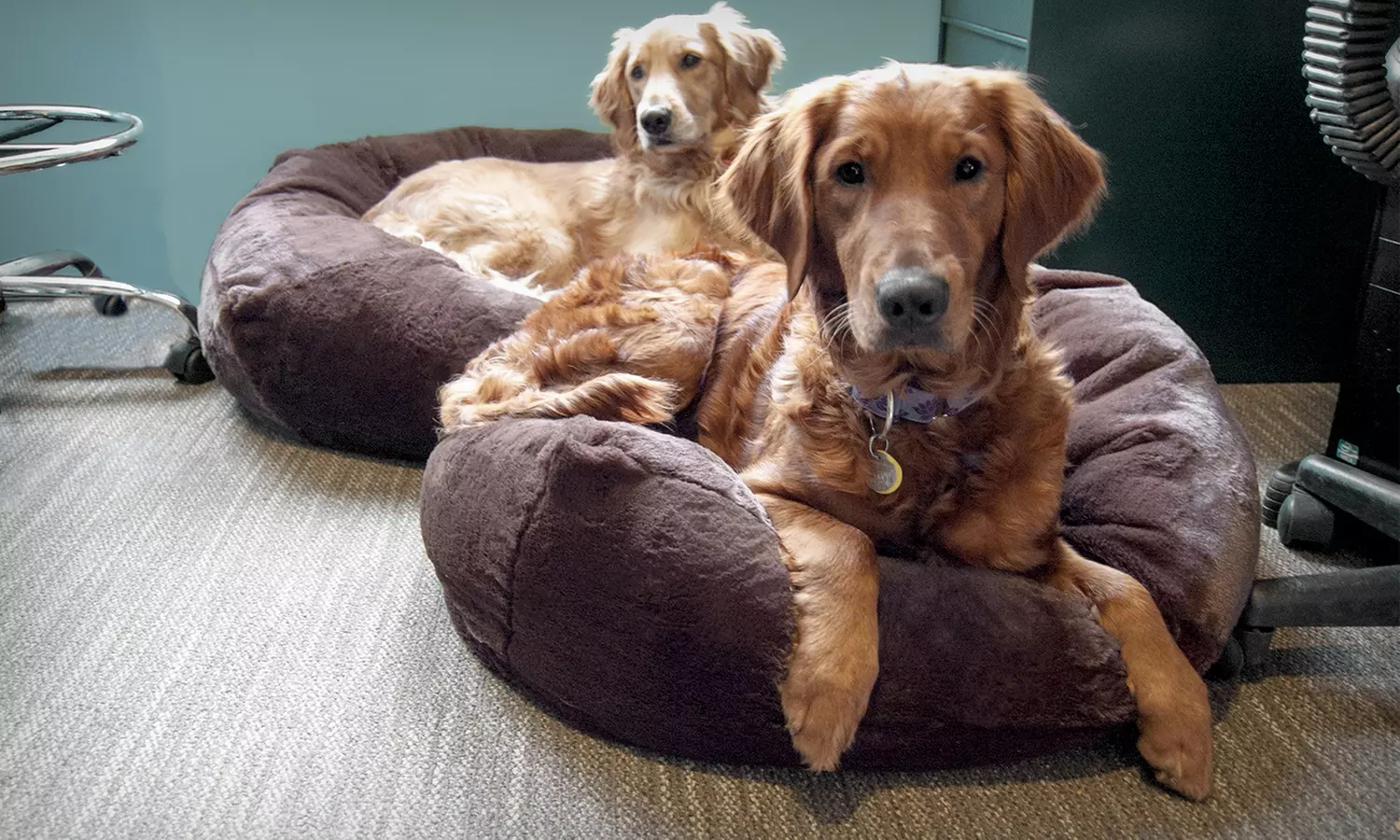 Furhaven Round Insulating Ball Pet Bed - Primary Image