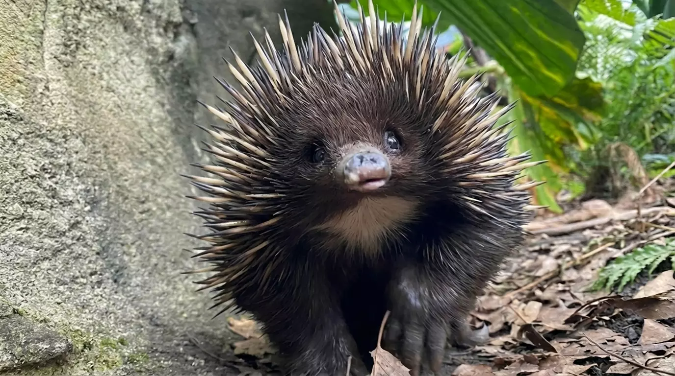 Wildlife Sydney Zoo - Adult Entry at Child Prices  -  Members only