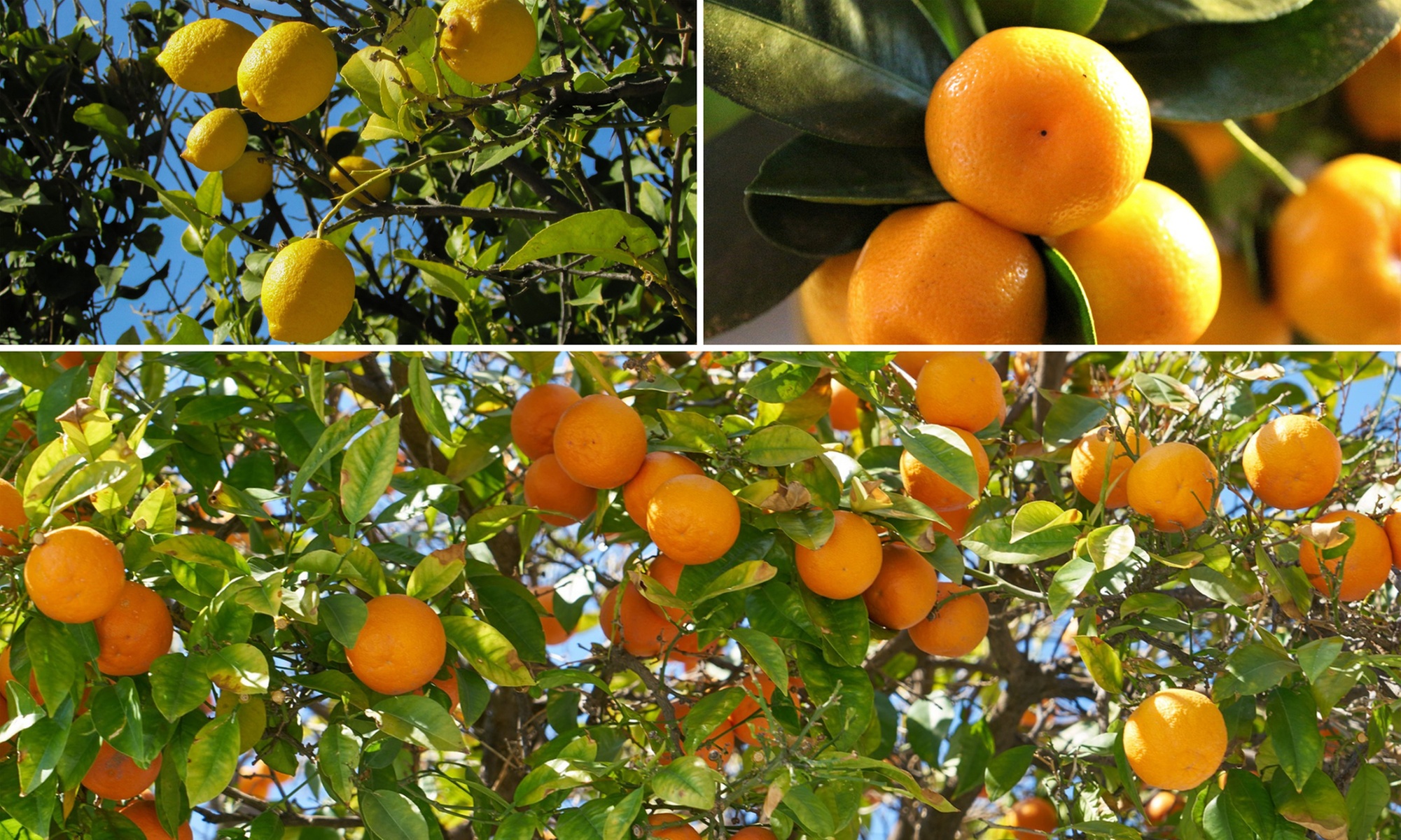 Lot de 4 citronniers méditerranéens
