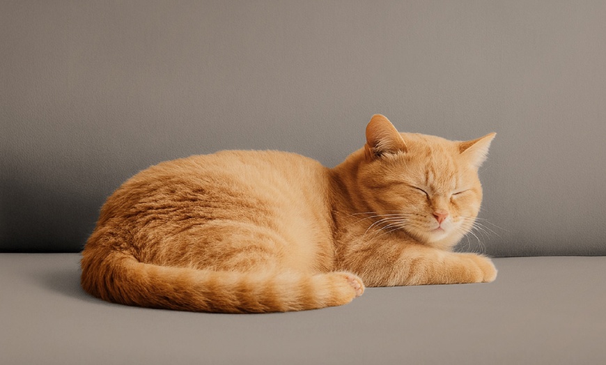 Image 29: Funda impermeable de terciopelo de poliéster para sillón o sofá