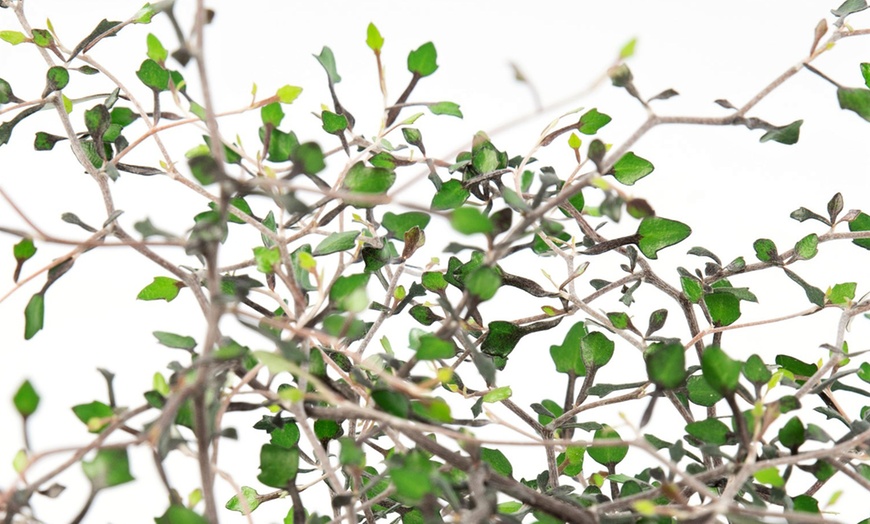 Image 6: Maori Corokia Bonsai