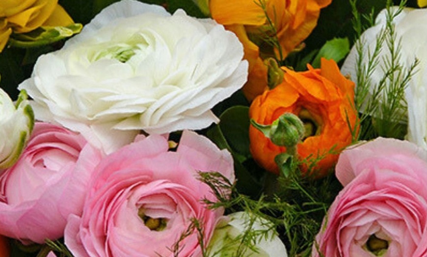 Image 1:  80 bulbes de Ranunculus en coloris mixte