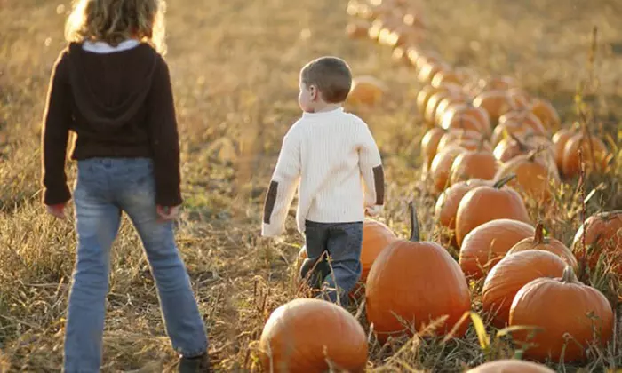 Corn Maze, Hayride, and General Admission Package at Santa Rosa Pumpkin Patch (Up to 42% Off). Three Options.  - Primary Image
