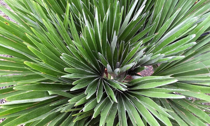 Image 3: Pair of Vulcano Palm Trees 3L