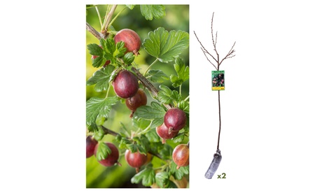 groupon 2er-Set Rote Stachelbeeren Hinnonmäki Röd