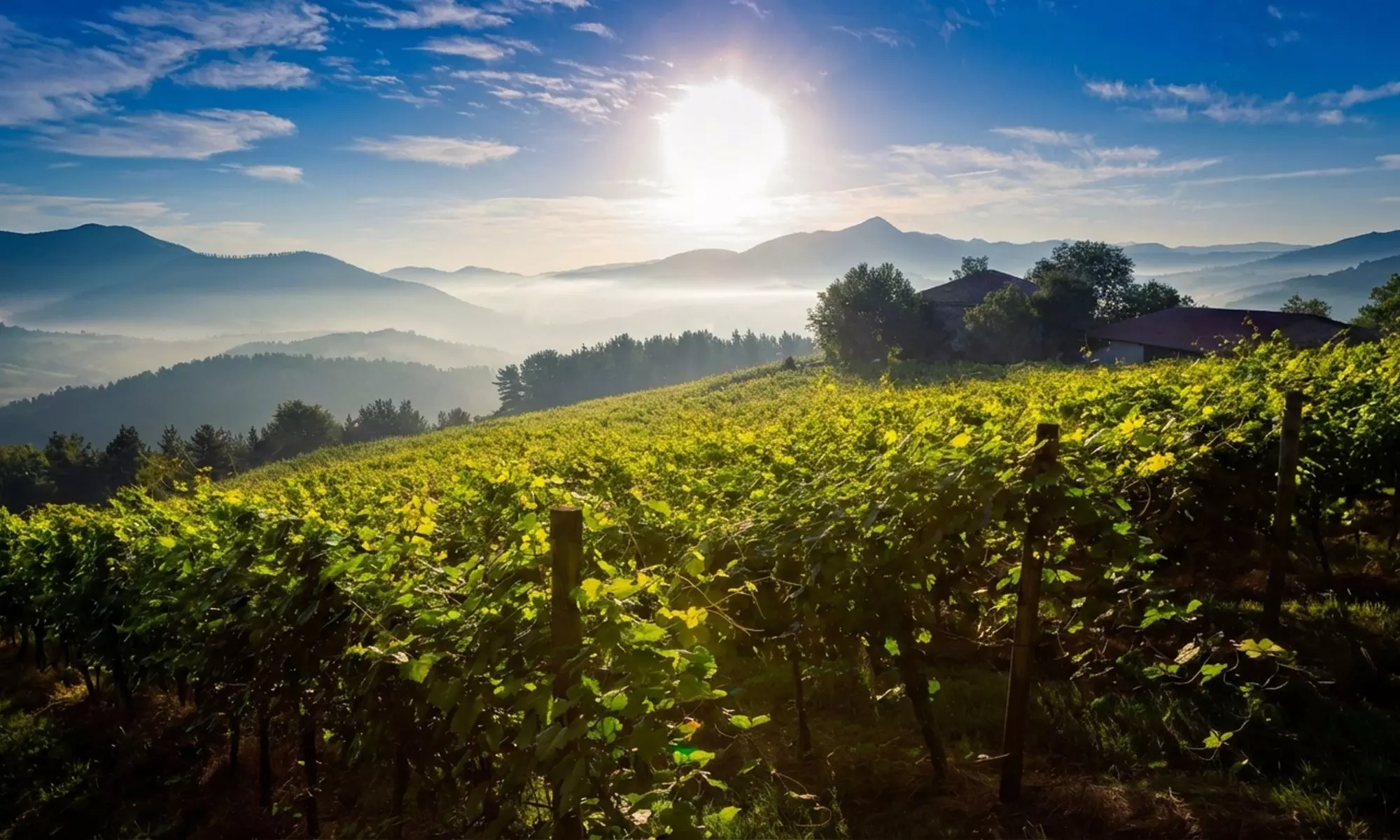 Cata de vino y aperitivo con visita a bodega para 2 o 4 en Llodio
