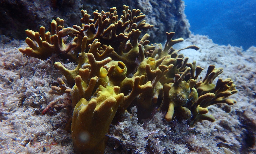 Image 10: Snorkelling con biología marina