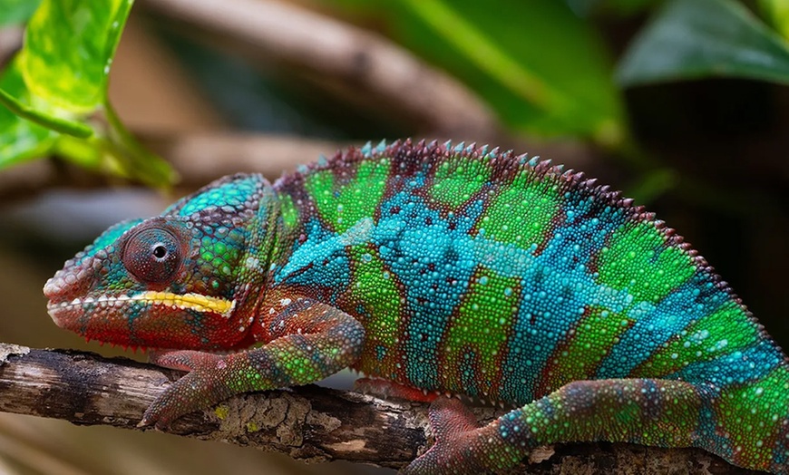 Image 5: Entrée enfant et/ou adulte pour le parc animalier Planet Exotica