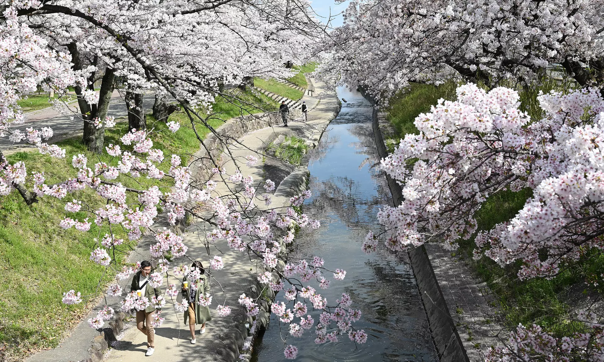 Set di 5 alberi da frutta XXL