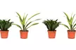 Lot de 4 Drakaena deremensis 'Compacta' et 'Lemon Lime' - Image 3