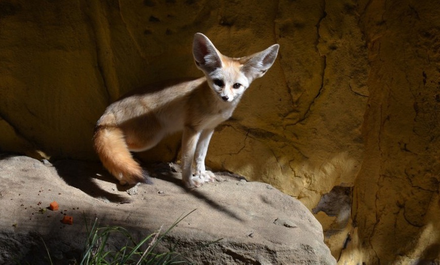 Image 11: Entradas al Zoo de Lillo para 2 adultos, 2 adultos y 1 niño o 2 niños