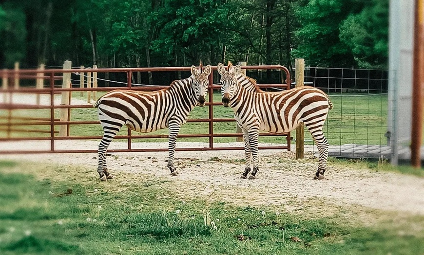 Image 7: Witness the Beauty of Wild Animals at Safari Park & Adventure Park.