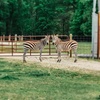 Image 7: Witness the Beauty of Wild Animals at Safari Park & Adventure Park.