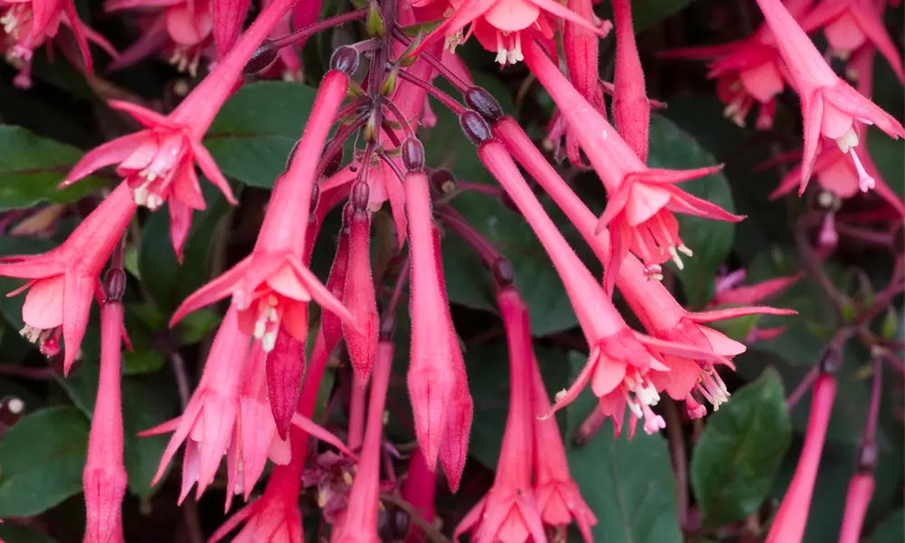 5 or 10 Fuchsia Eruption Plants - Primary Image
