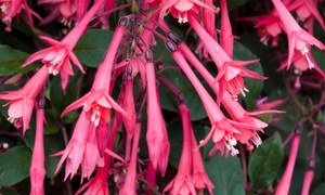 Fuchsia Eruption