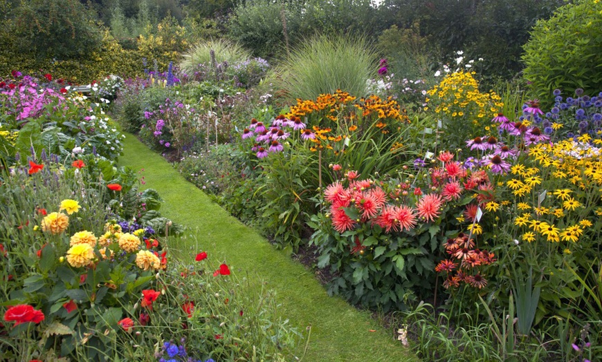 Image 2: Up to 36 Potted Cottage Garden Perennial Plants