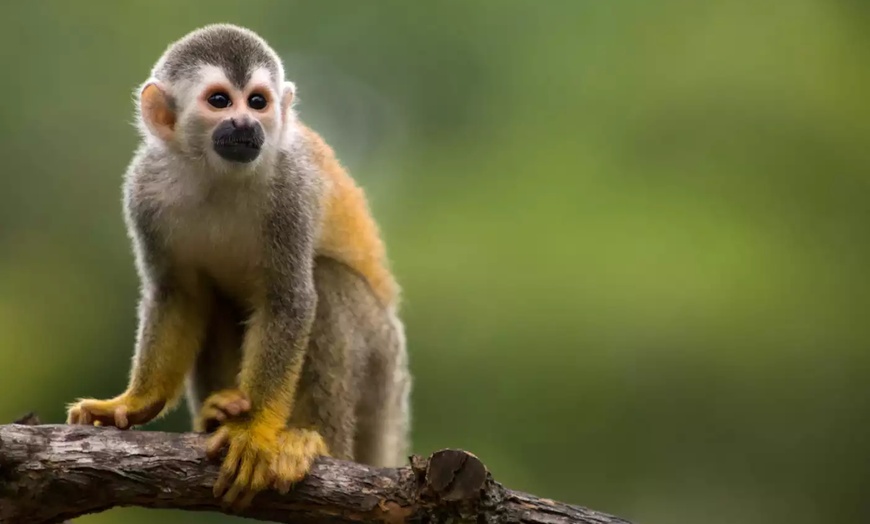 Image 5: ✈ 8-Day Tour of Costa Rica with Air from Great Value Vacations