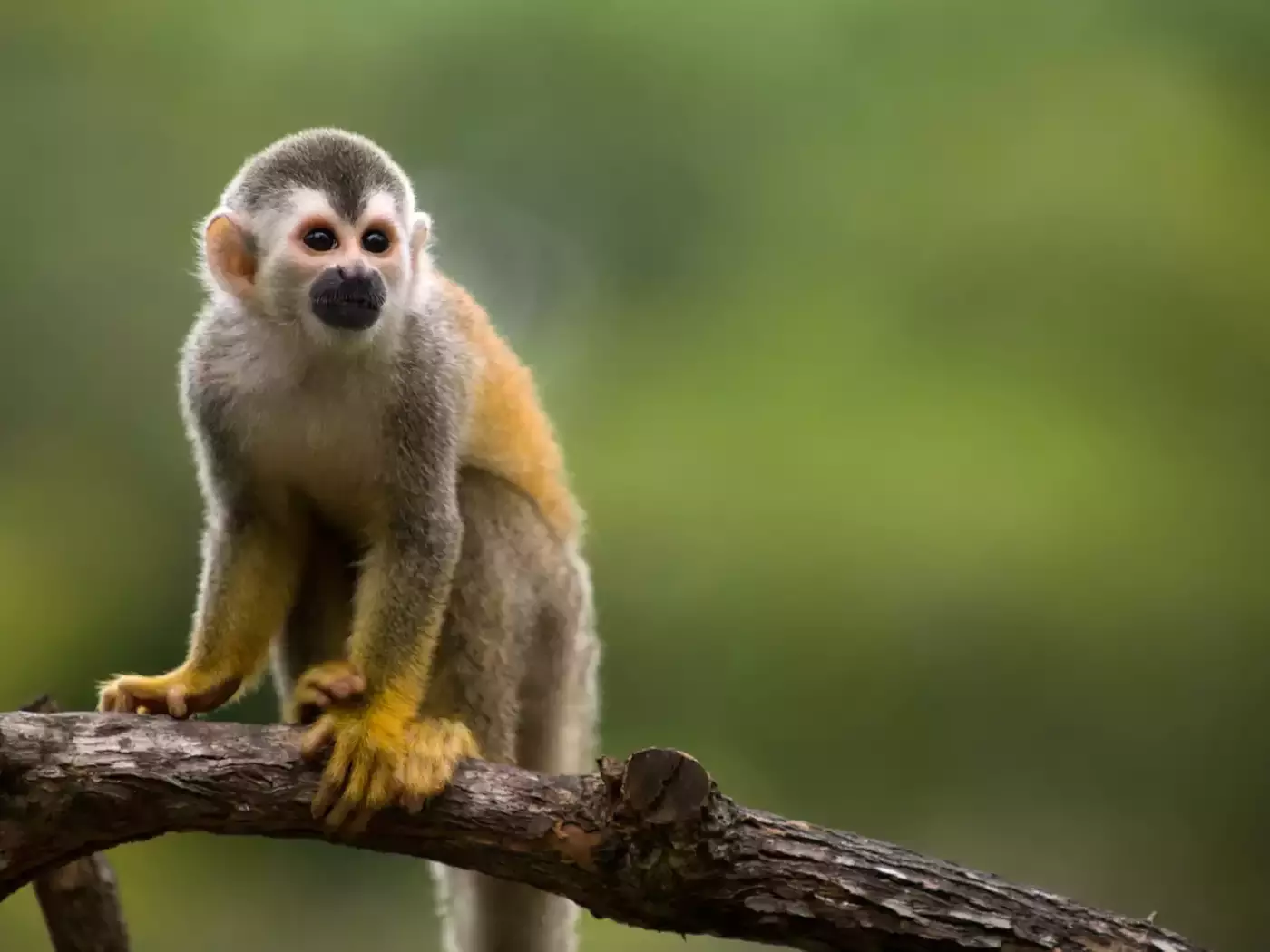 ✈ 8-Day Tour of Costa Rica with Air from Great Value Vacations