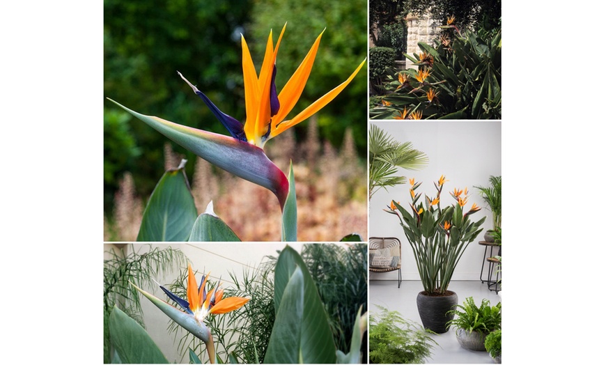 Image 2: Lot de 3 ou 6 fleurs "Oiseaux du paradis"