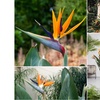 Image 2: Lot de 3 ou 6 fleurs "Oiseaux du paradis"