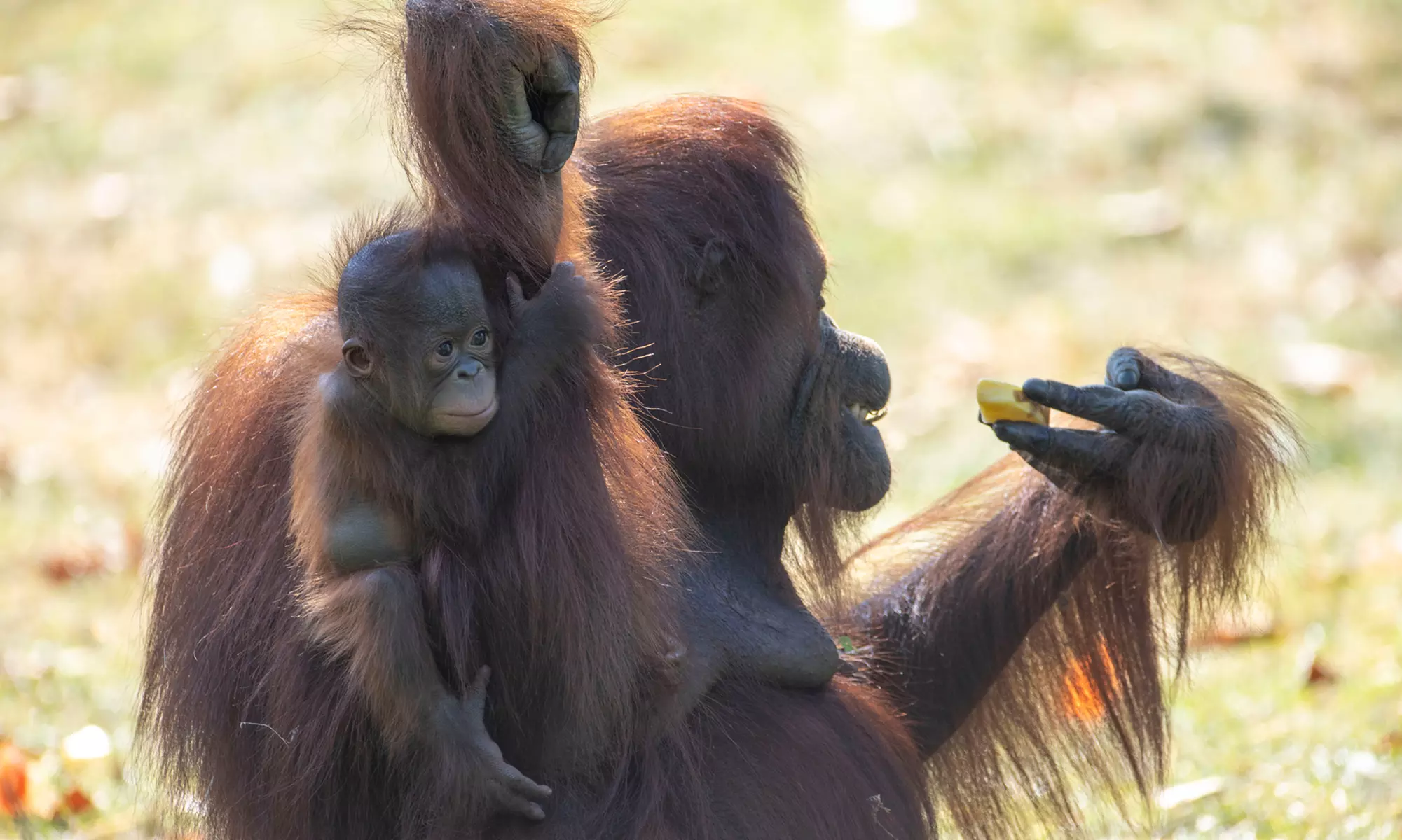 ZooParc de Beauval : 1 ou 2 jours pour un tour du monde animal