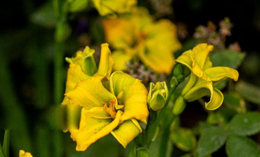 Image 4: Hemerocallis 'See You Tomorrow' - Potted or Bare Root Plants