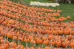 Discover Chris' Farm Stand's  $15 or $20 Voucher Towards Pumpkin Purchase or One Hayride  (Up to 33% Off) - Second Medium