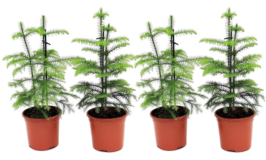 Image 5: Araucaria Christmas Tree Plants