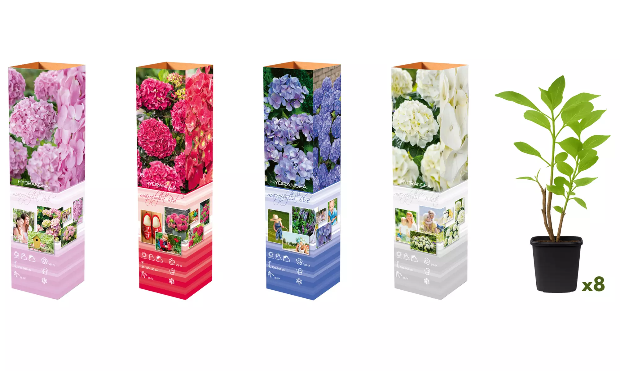 Set met een mix van 4 of 8 hortensia's