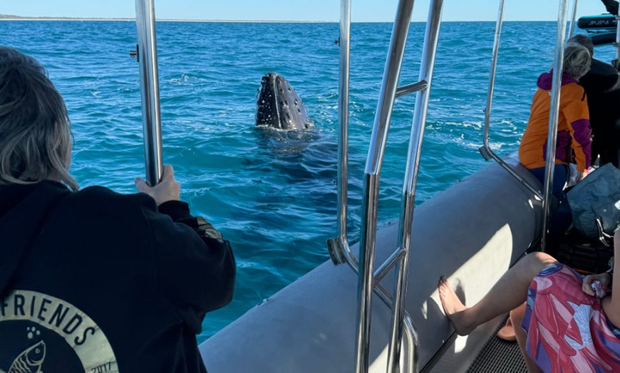 Image 4: Four-hour of Whales & Beaches, Big Woody Hiking, or Island Hopper