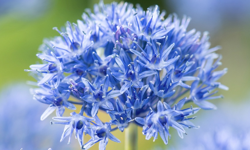 Image 3: Lot de 40 ou 80 bulbes d'allium caeruleum Rootz