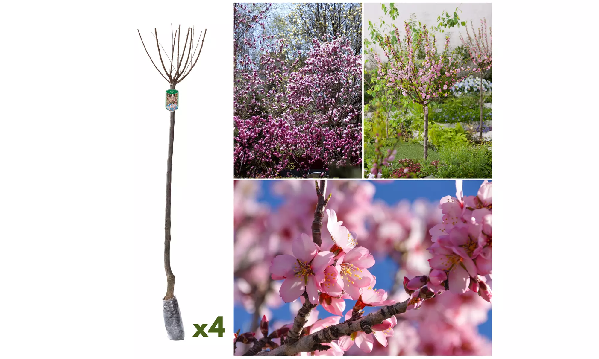 Prunus Triloba (amandelboom)